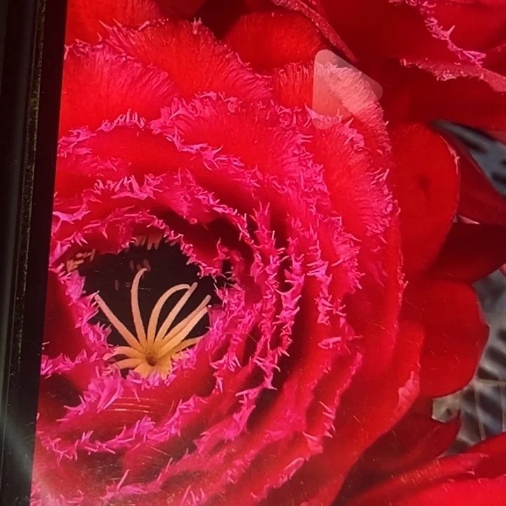 清清苹果根仙人球瑕疵