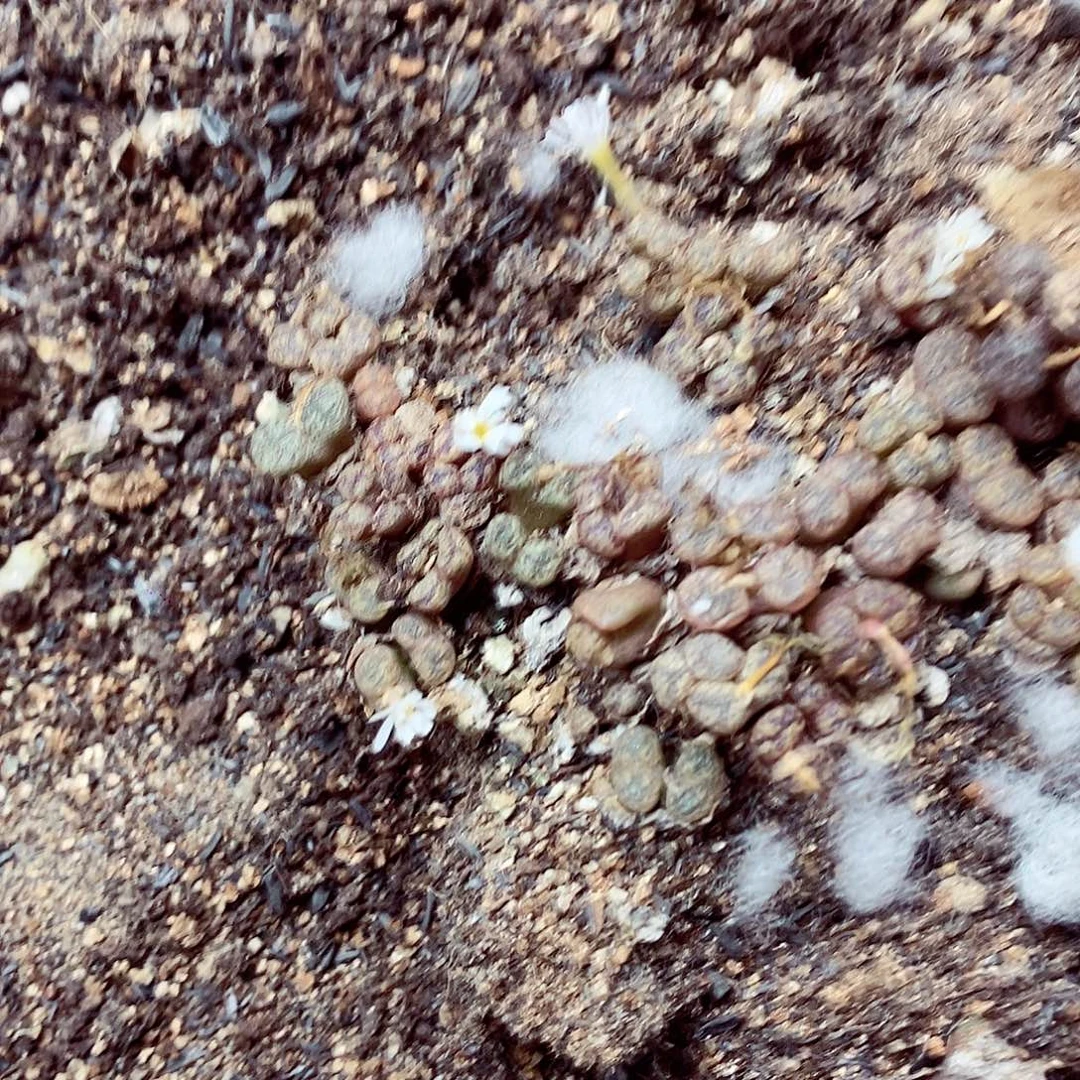 230黄金晶科技坎坎坷坷看姐姐结婚后