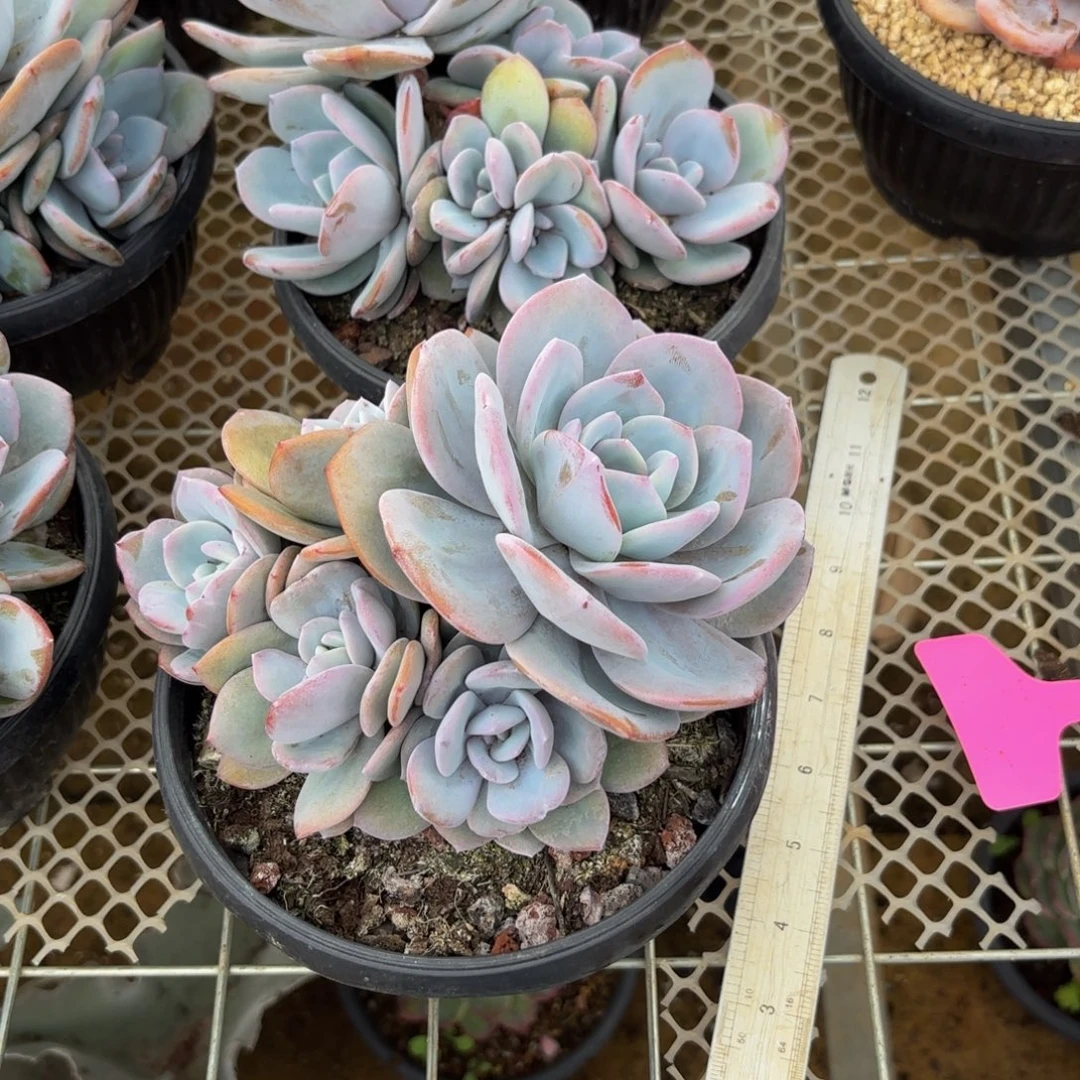 紫***晶哈哈哈哈哈哈哈哈宝贝宝贝