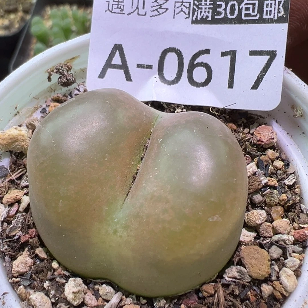 多肉植物111111111111