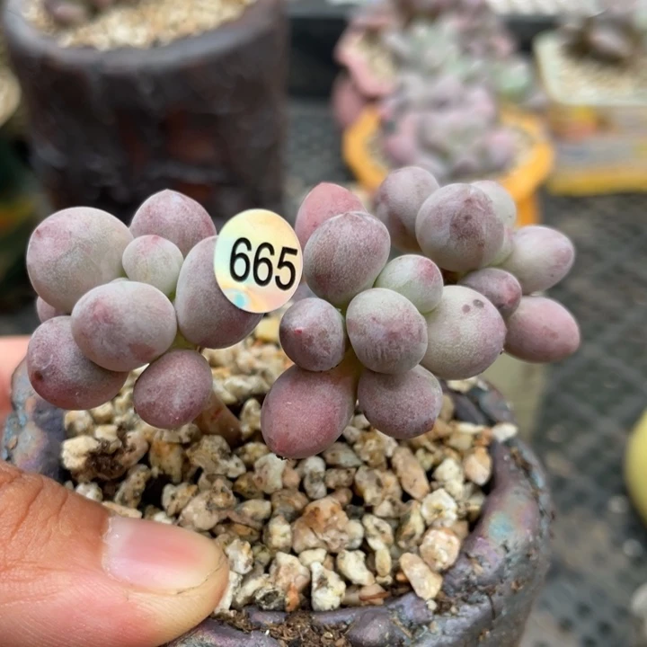 仙子奶酪多肉植物
