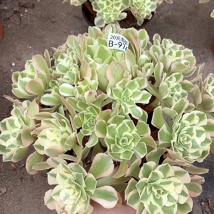 976耶伦刹多肉植物法师