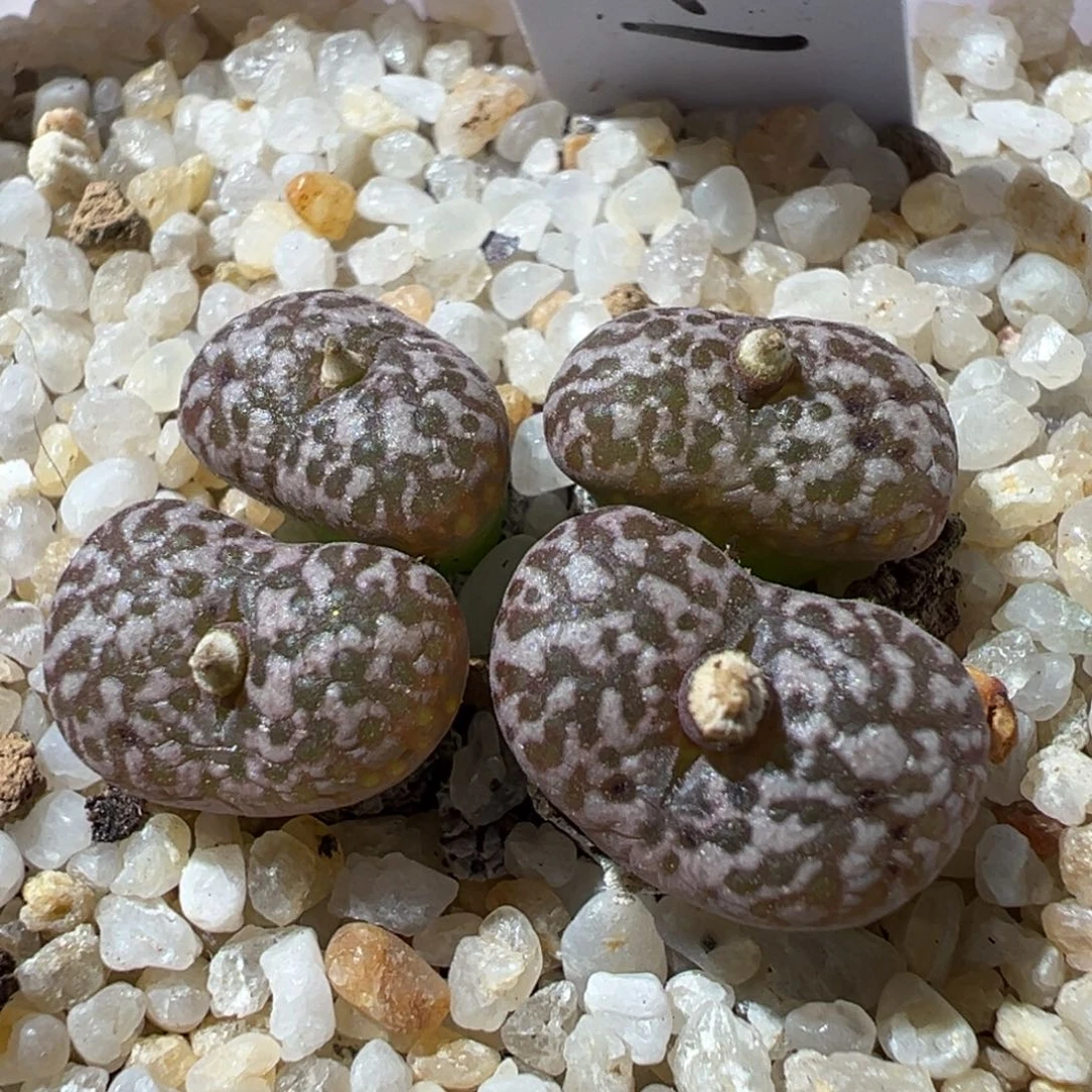 1119-528多肉多肉豹纹鸟