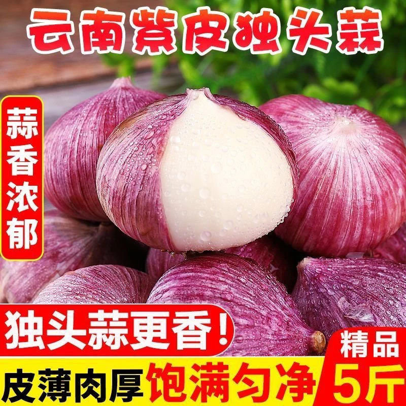 新鲜现挖云南紫皮独头蒜香辣饱满可用于辛辣调味