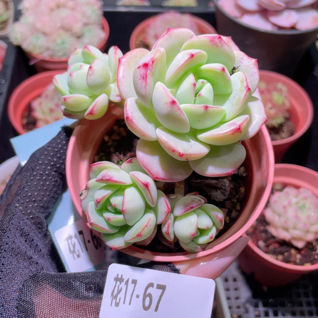 花利美17-67香草群