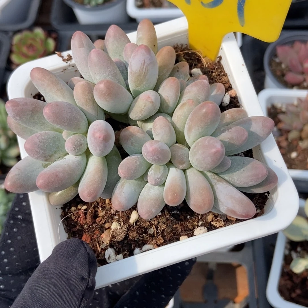 959汤圆多肉植物保护