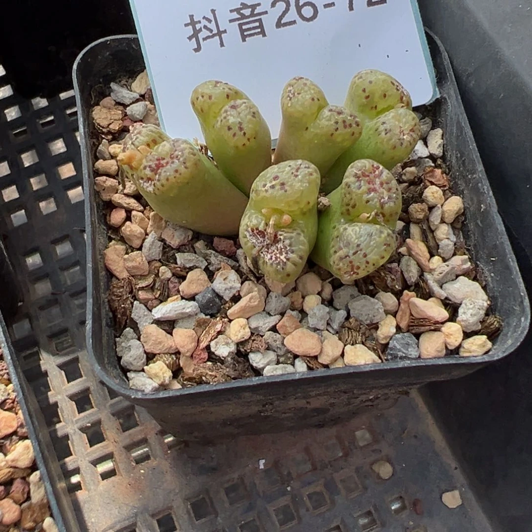 26-72肉锥多肉植物，