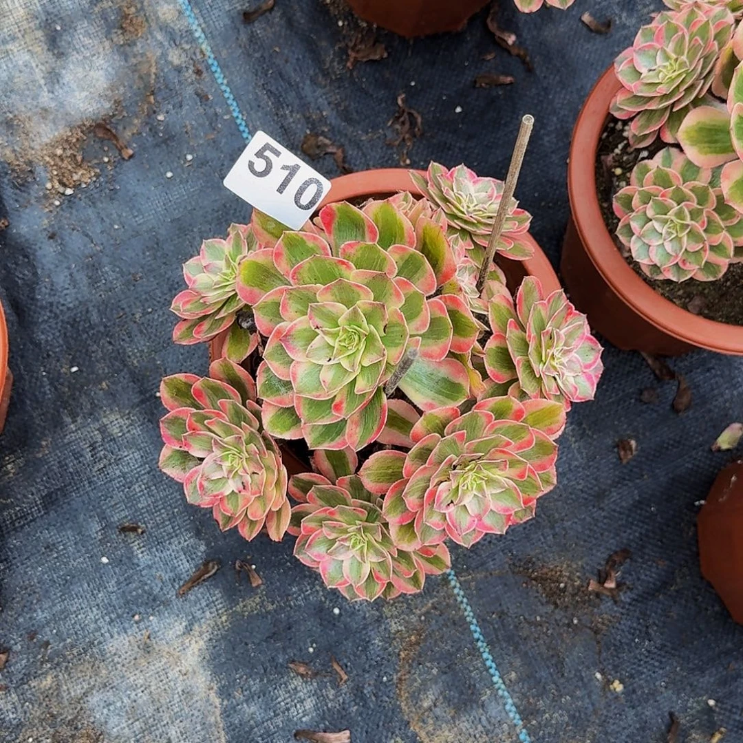 510云荷法师植物多肉