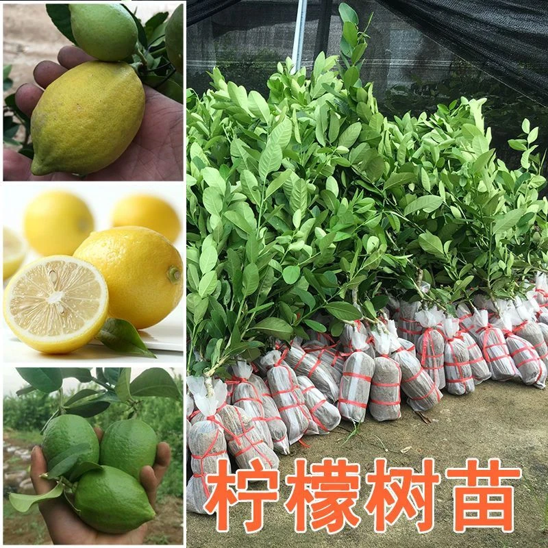 正宗香水柠檬嫁接苗青柠檬黄柠檬台湾香水柠檬广东香水柠檬果树苗
