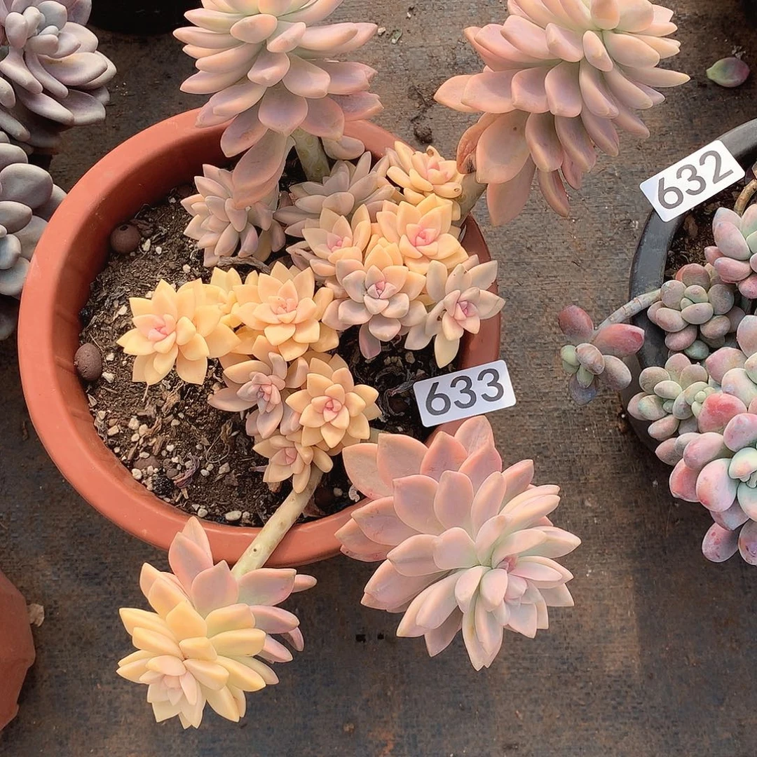 633淡雪锦 一物一拍多肉