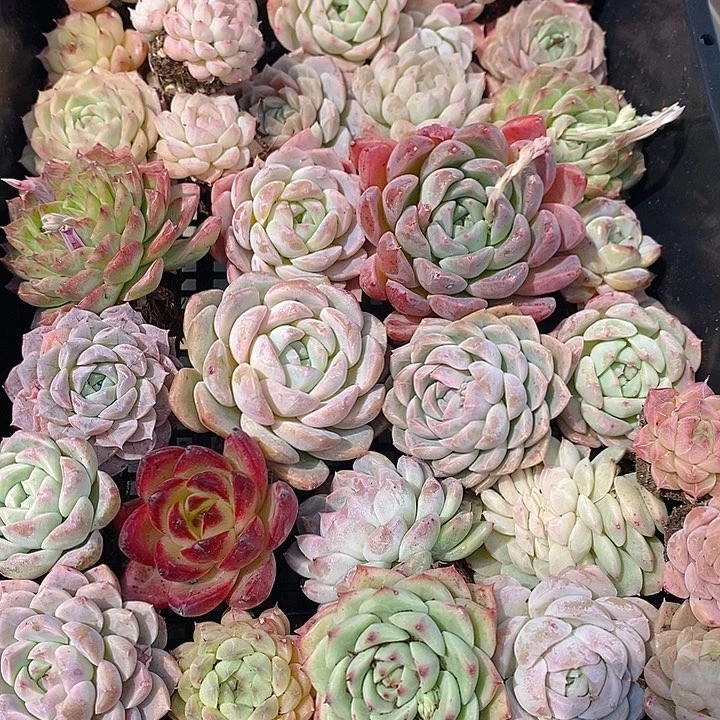 22 多肉植物盆栽花卉植物