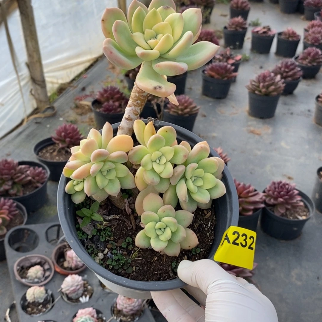 232冰清玉洁一物一拍