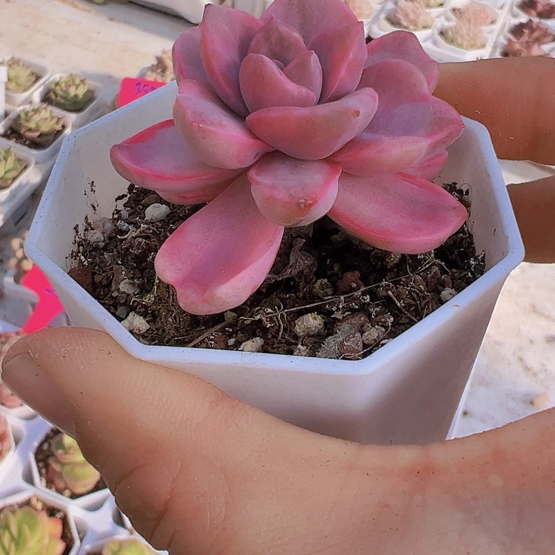 彩虹糖锦19包邮多肉