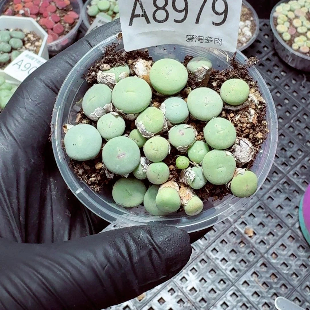 ****无8979––零下地区需拍保温箱