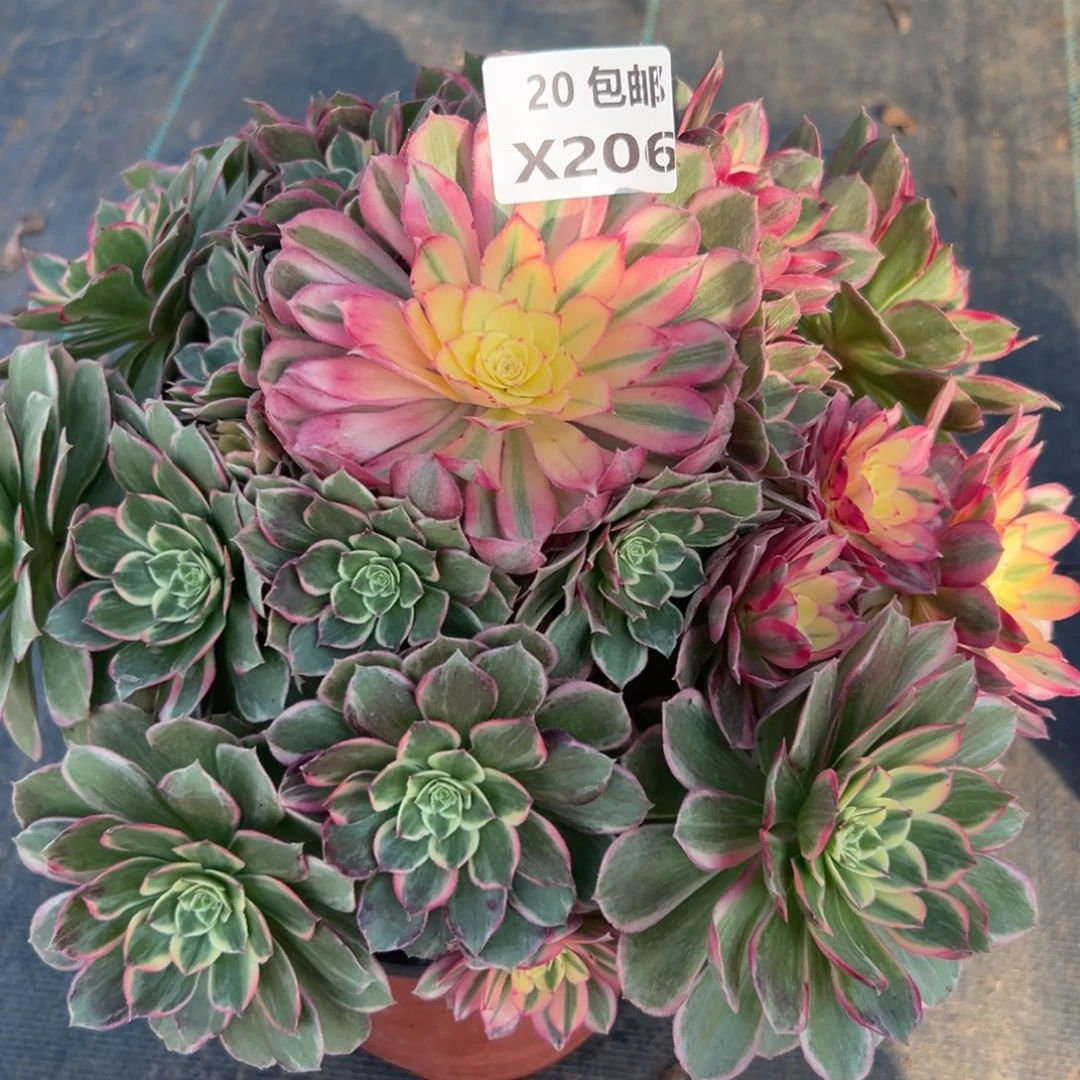 206青禾，满20包邮嘟叮熊