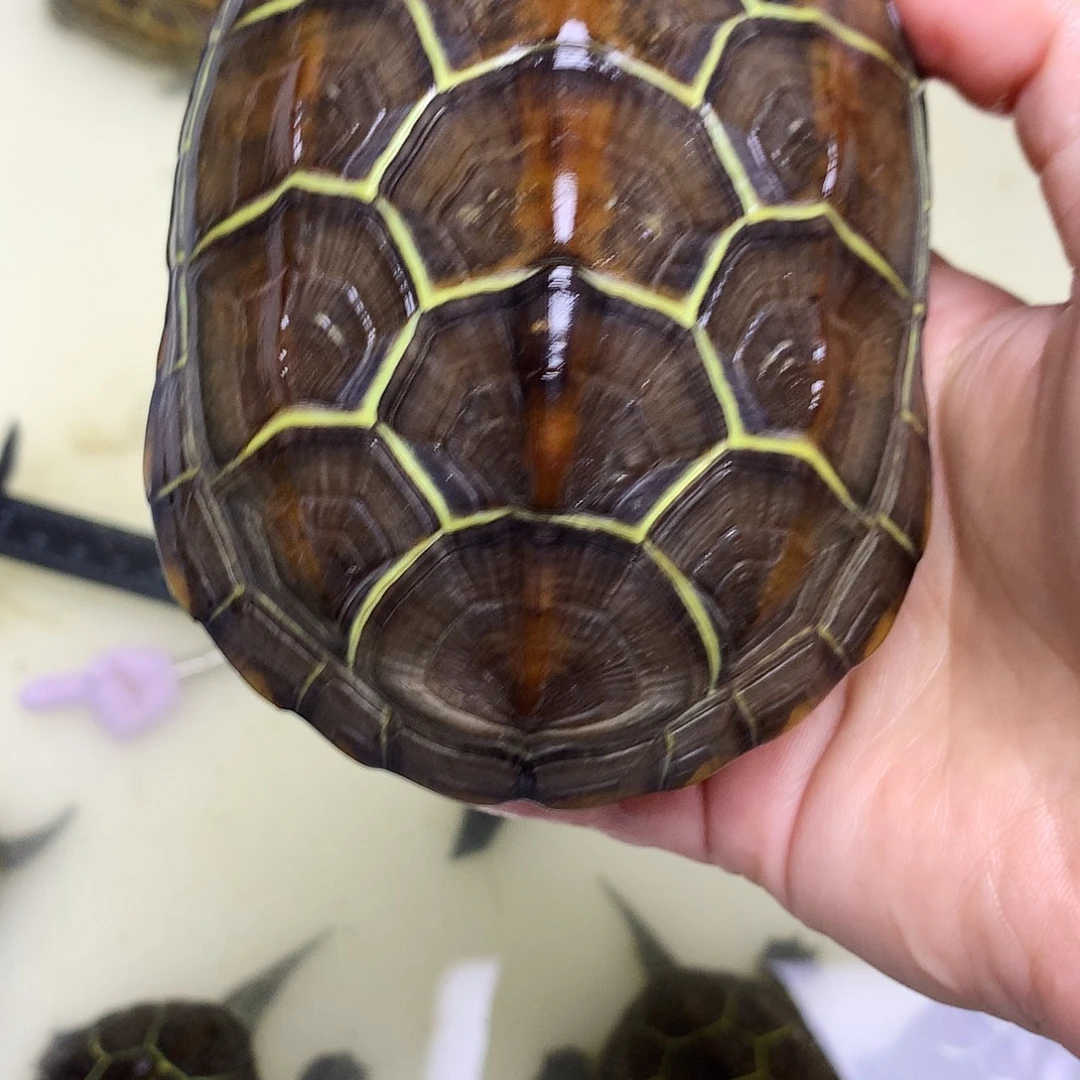 绿毛龟母中华草龟不分