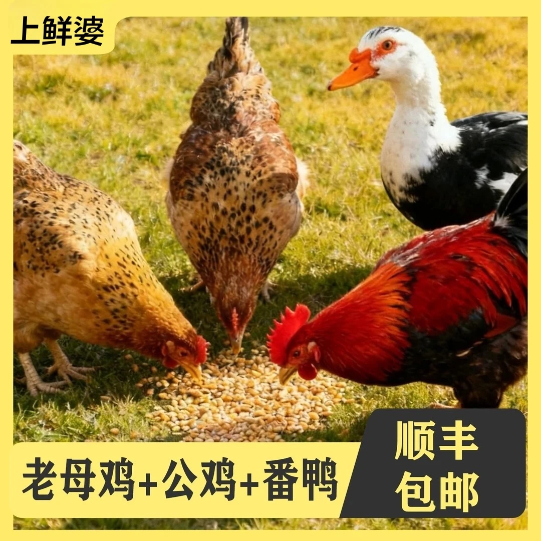 【1大麦】2只2年母鸡赠1只黑脚公鸡赠1只番鸭共4只净重11斤支持试吃
