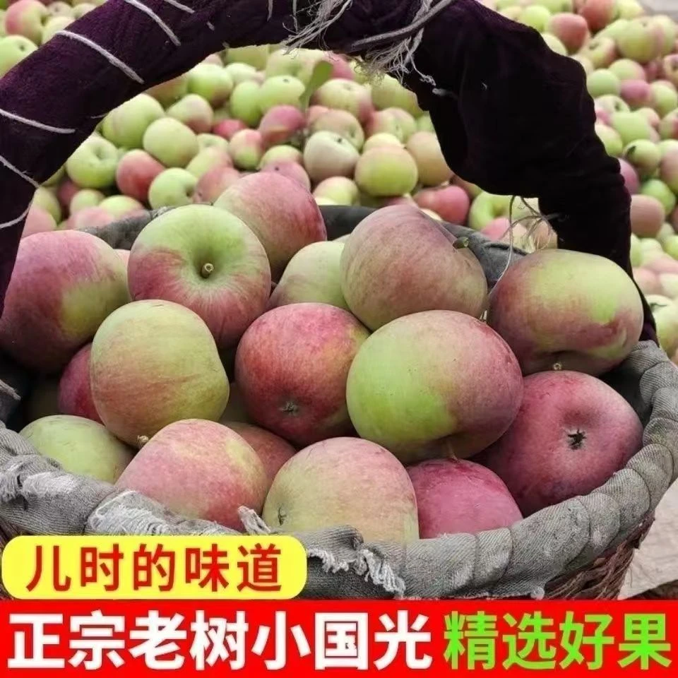 正宗老树国光苹果笨国光酸甜脆