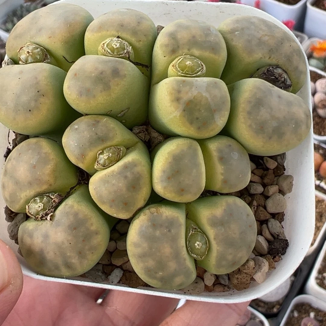 758多肉植物种类和