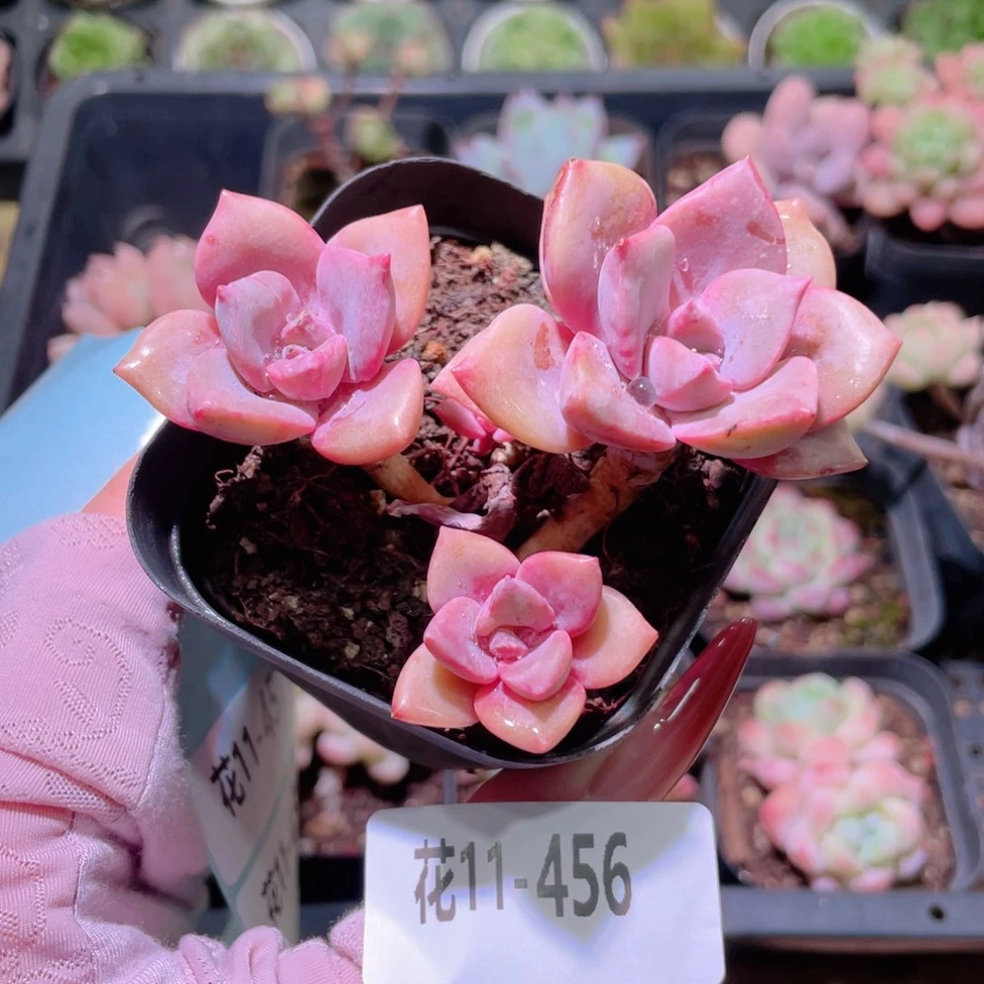 花利美11-456彩虹糖