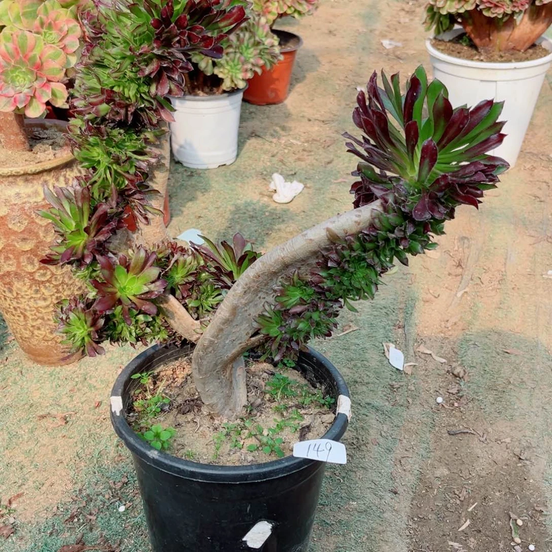 149黑法师缀化多肉植物