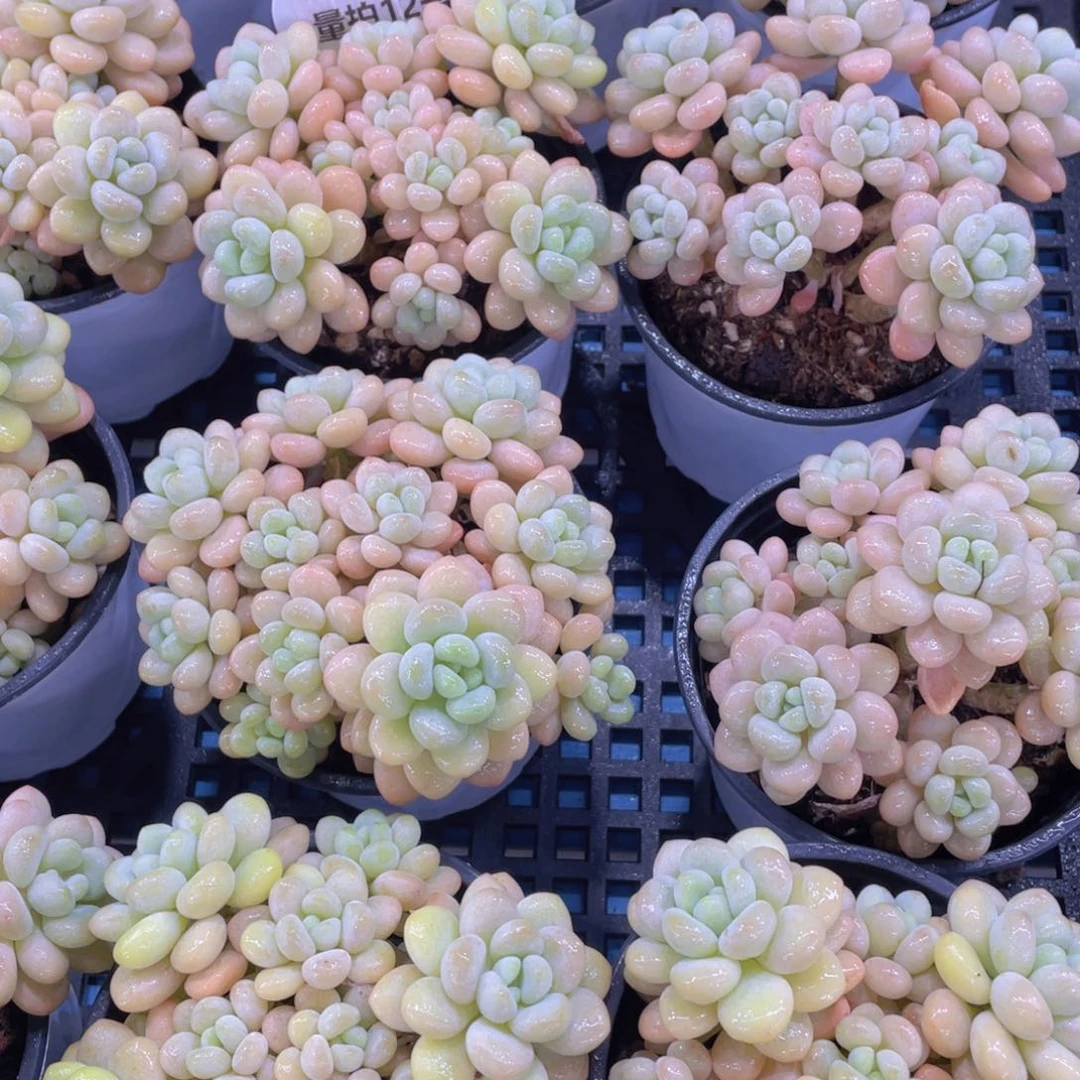 量拍 12号老桩洛可可大群一个