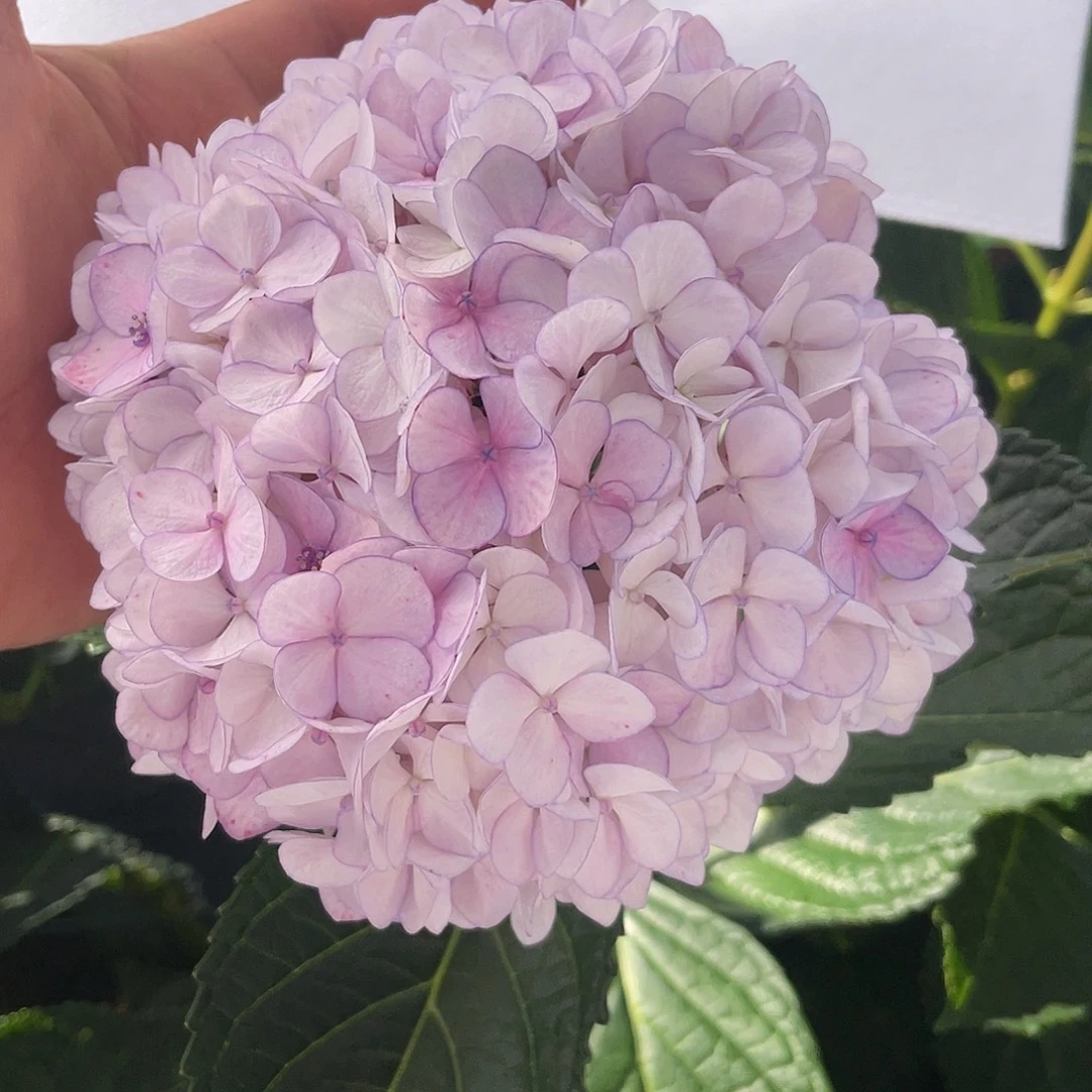 绣球切花一物一拍3枝起包邮，194
