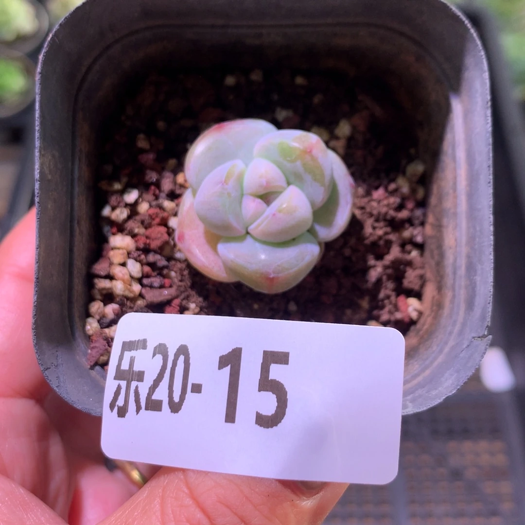 乐然20-15 糖心冰玉