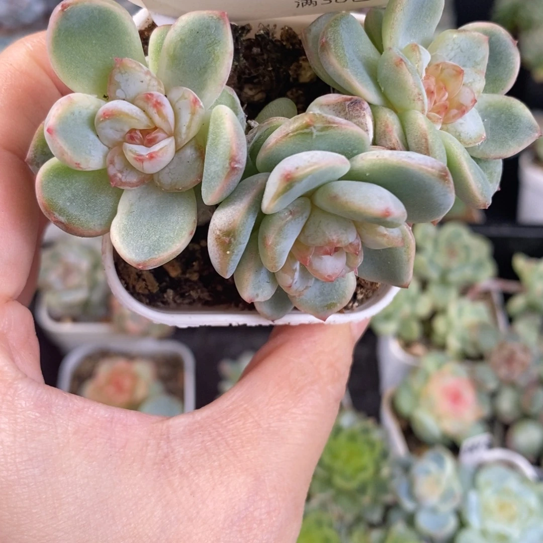 星星月石化三头群154号