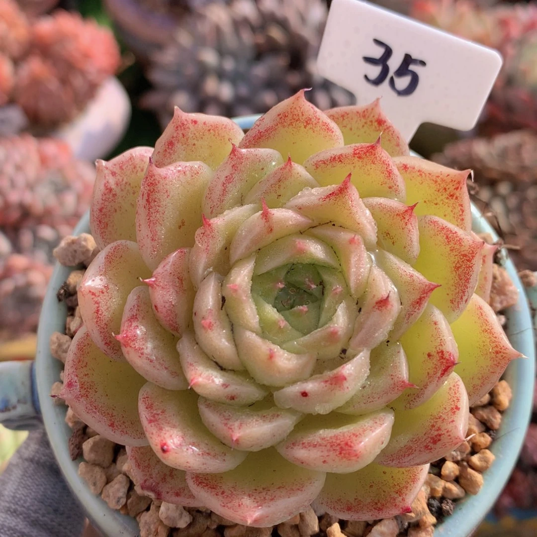 麦秆8公分一物一拍