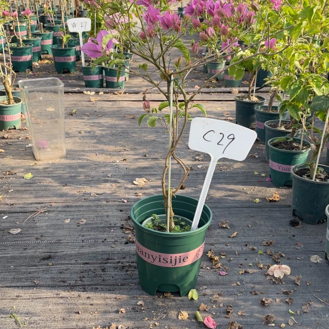 钟***娘全部花朵塞弗里C29