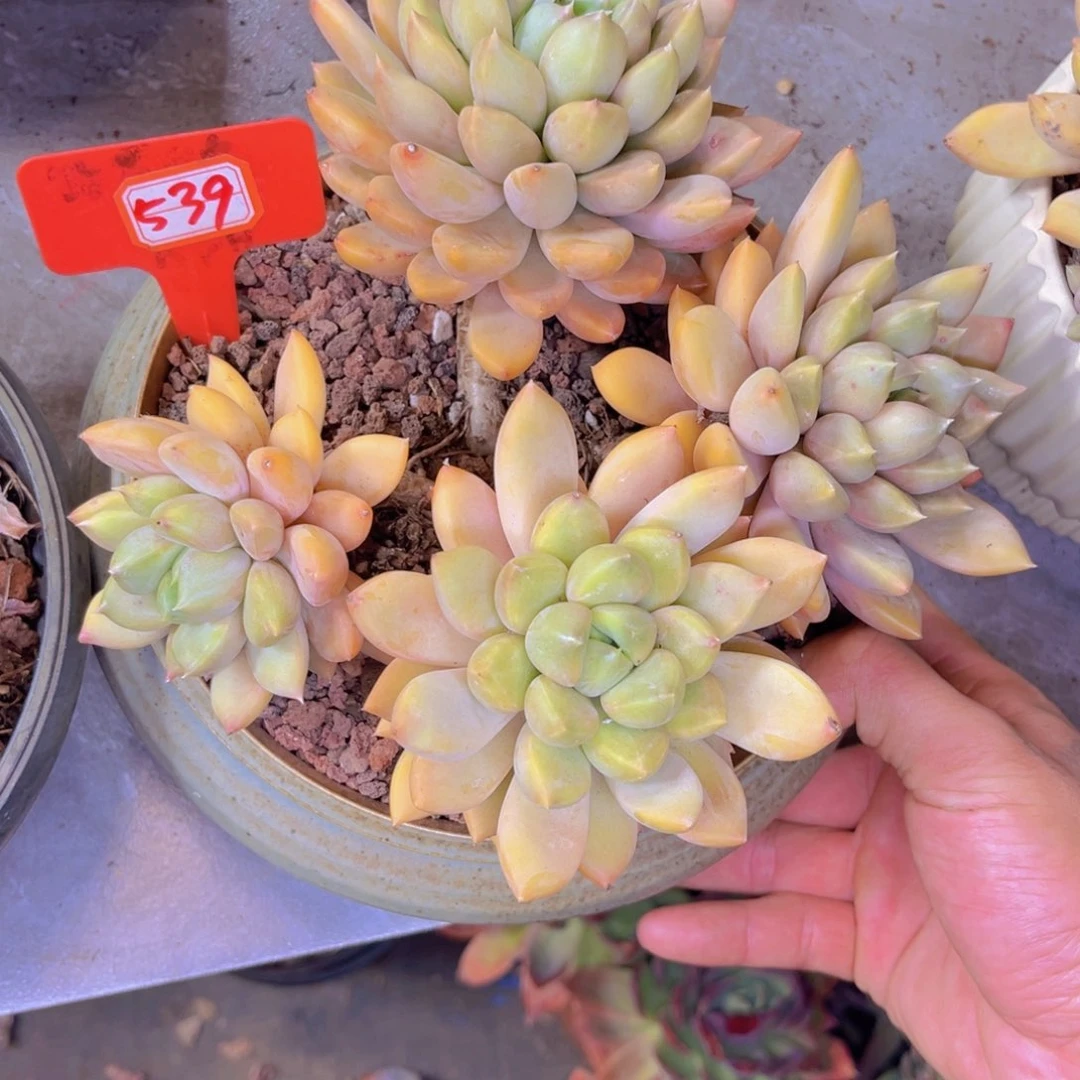 S***?象牙539多肉植物