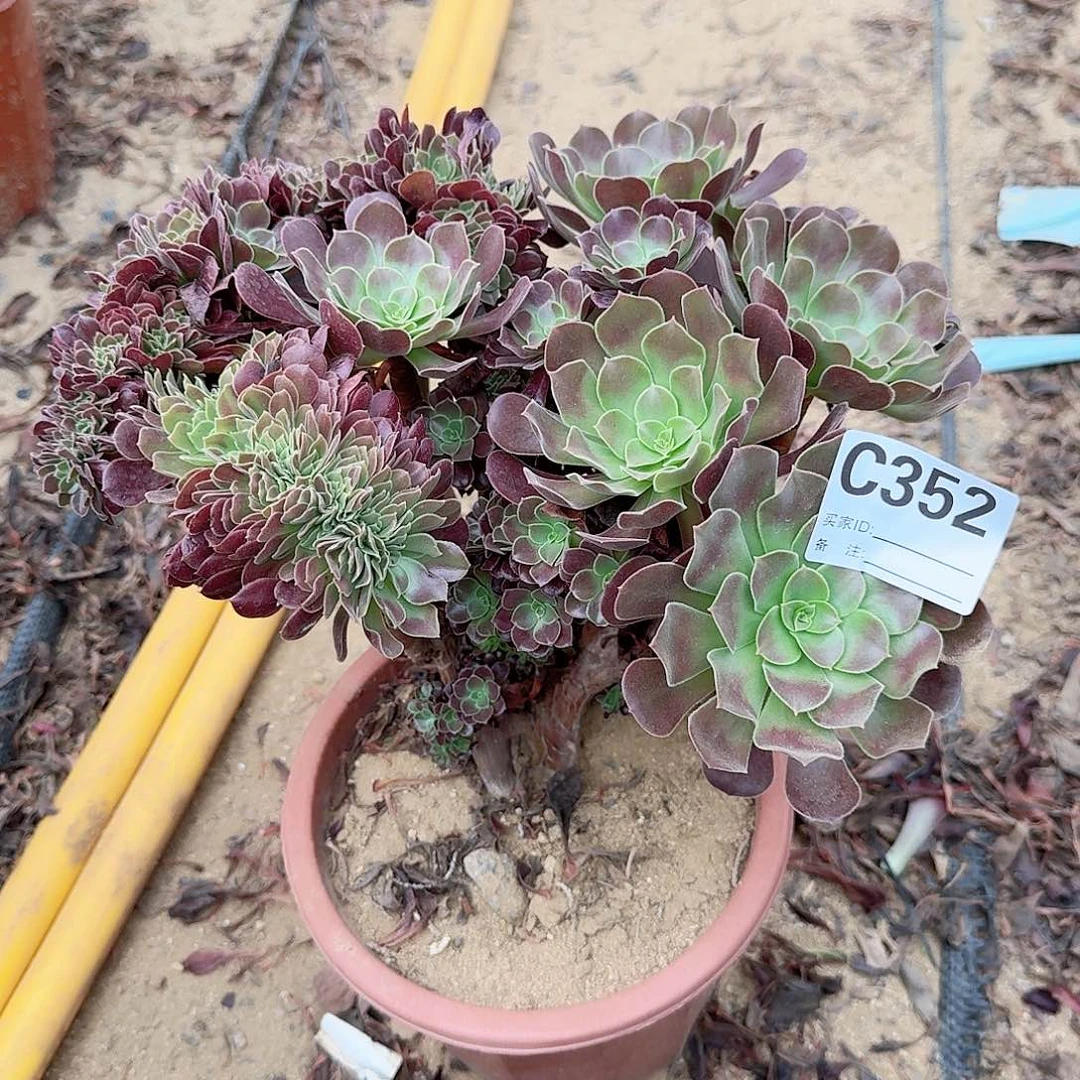 352欧紫朵朵一颗呀呀