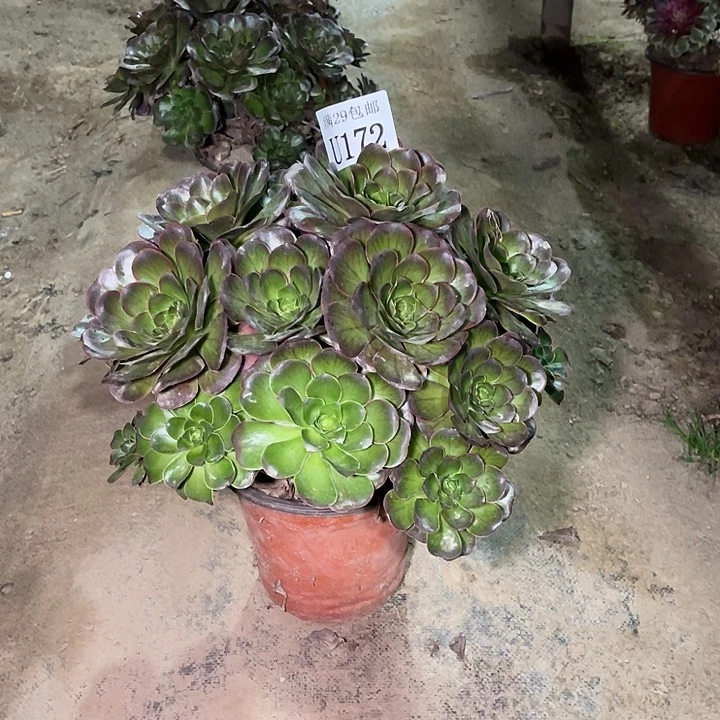 172魅金玫瑰多肉植物