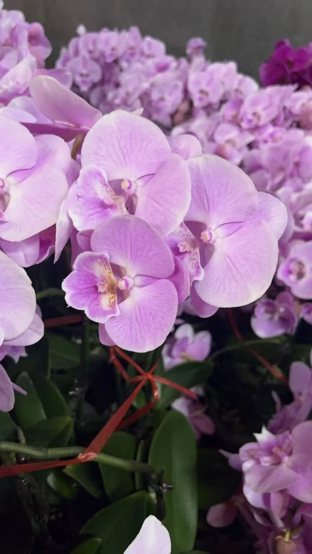 蝴蝶兰（神仙姐姐大舌头）双花剑 花色鲜艳  广州源头基地直发