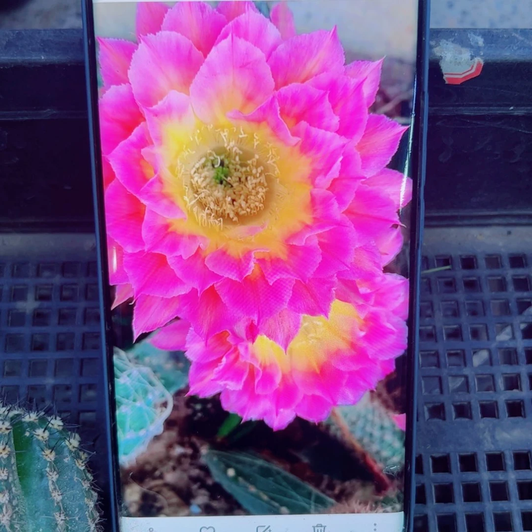 319彩草新萤火虫歪无根侧芽4公分左右20包邮