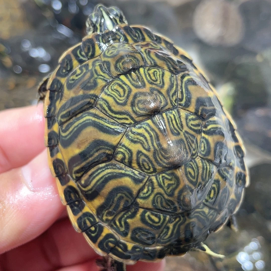 宠物龟不分公母5.9