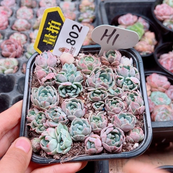 多肉植物多肉植物