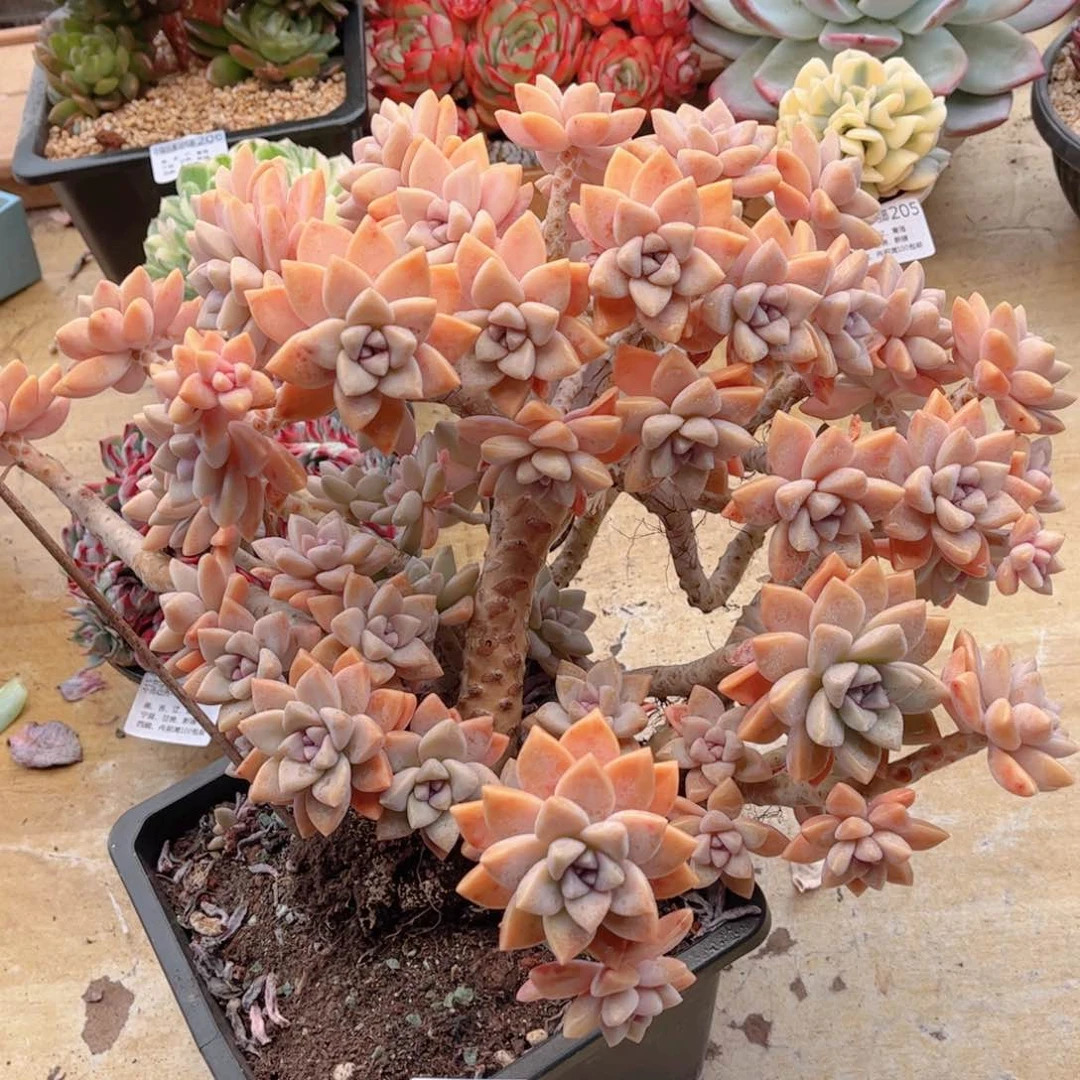 241淡雪缀德华多肉