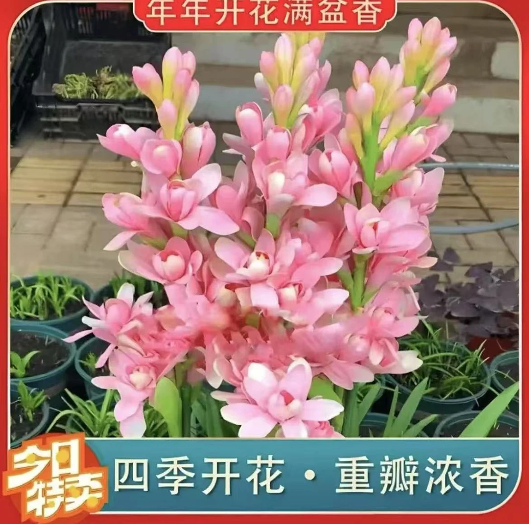 【重瓣晚香玉种球】重瓣晚香玉四季开花多年生盆栽种球浓香花卉