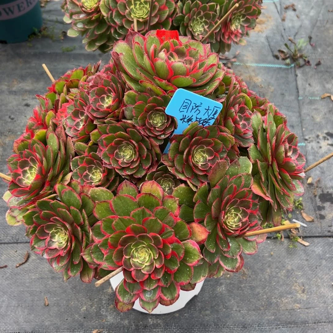 国**厦116多肉植物发货粉花妖