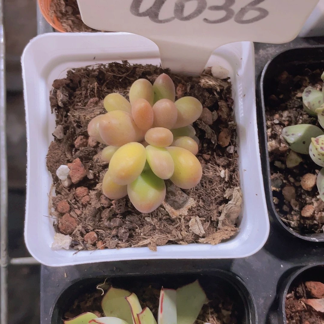 敏*芒果奶a036一物一拍