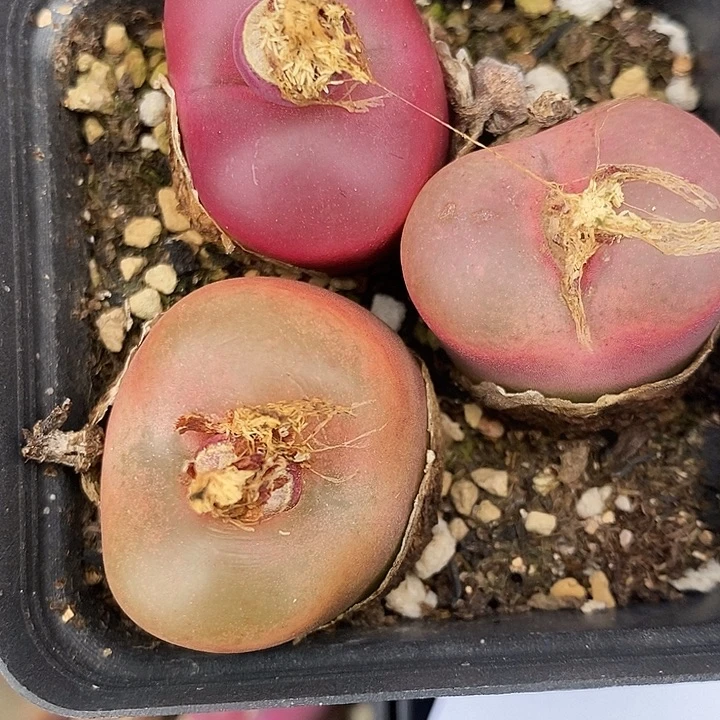 5102母本一盒蟠桃