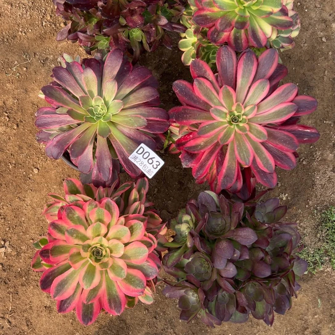 最***妮063多肉   6颗