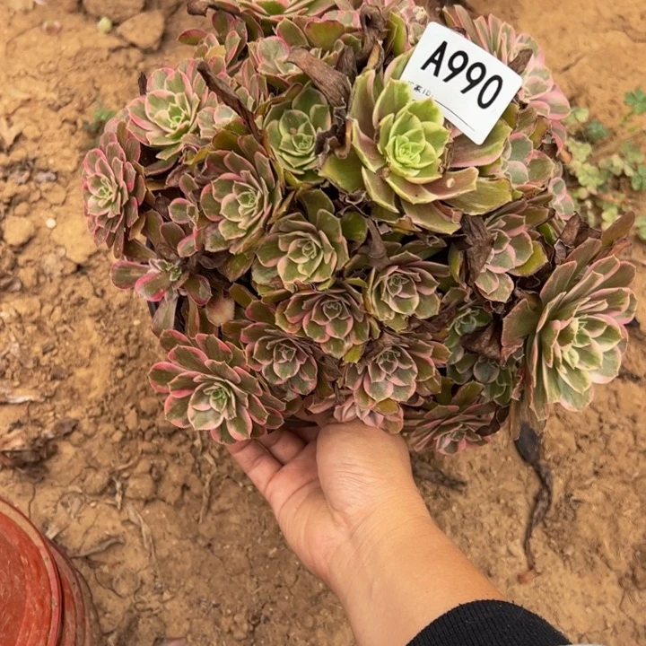 安娜多肉植物990.