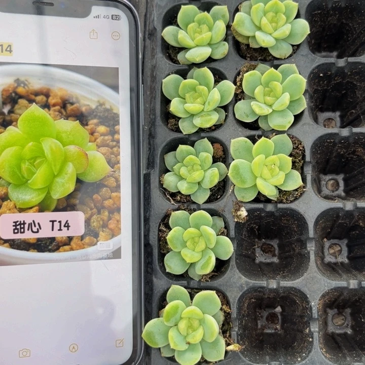 李铁锤甜心 T14 多肉