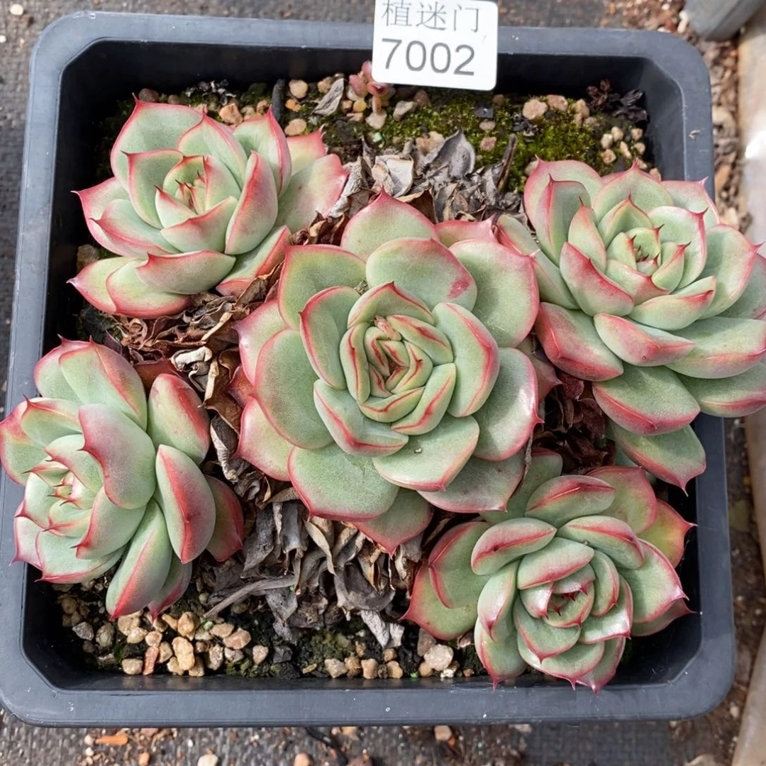 枫***谜杂交精品多肉7002~15厘米