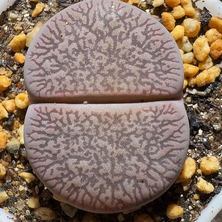 生石花1122222。   3.0左右。  308