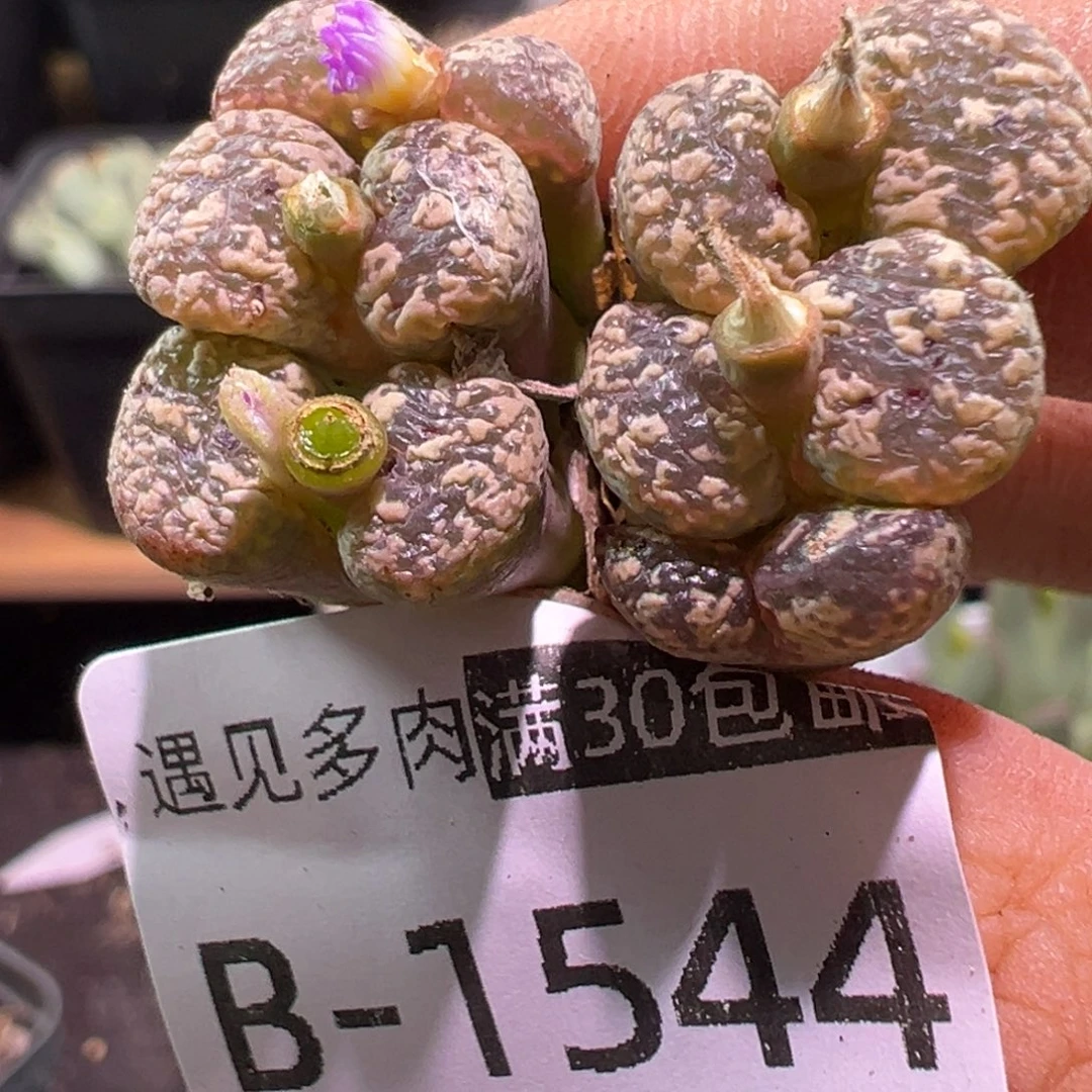 多肉植物111111111111