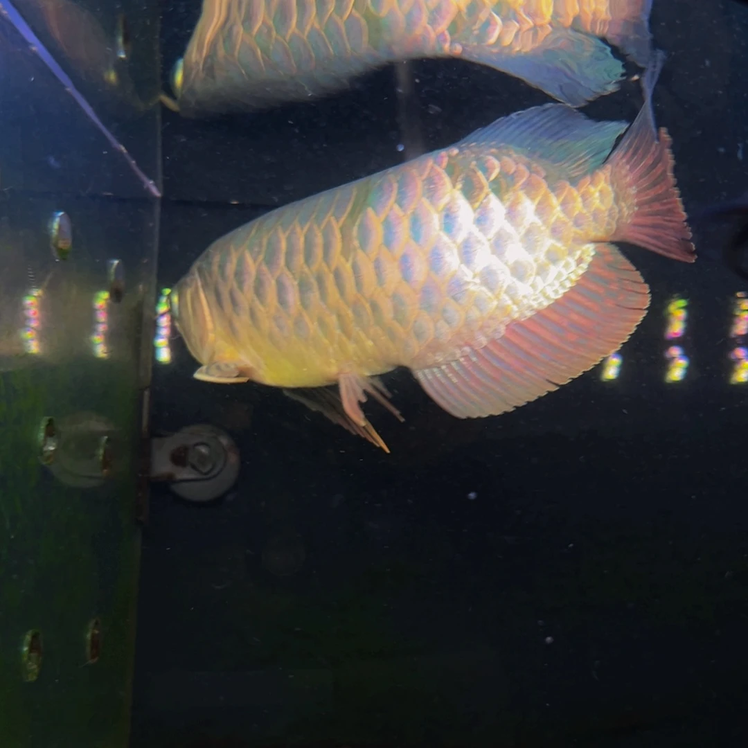 海水鱼蓝*马来西亚古典过背金龙